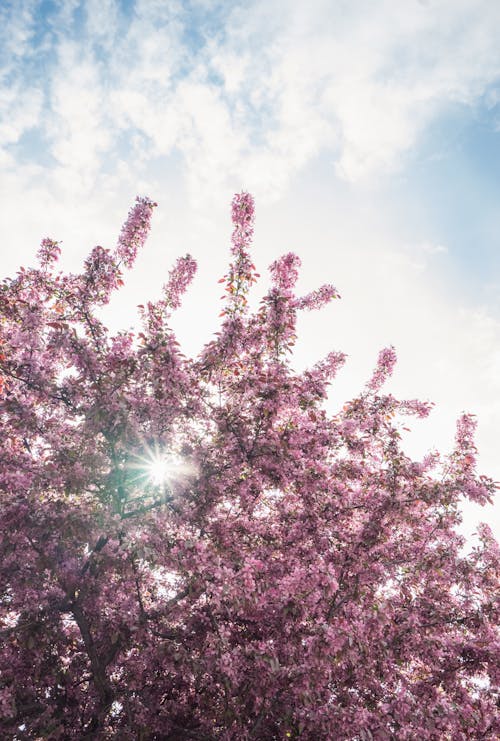 Kostenlos Pink Flowering Tree Low Angle Fotografie Stock-Foto