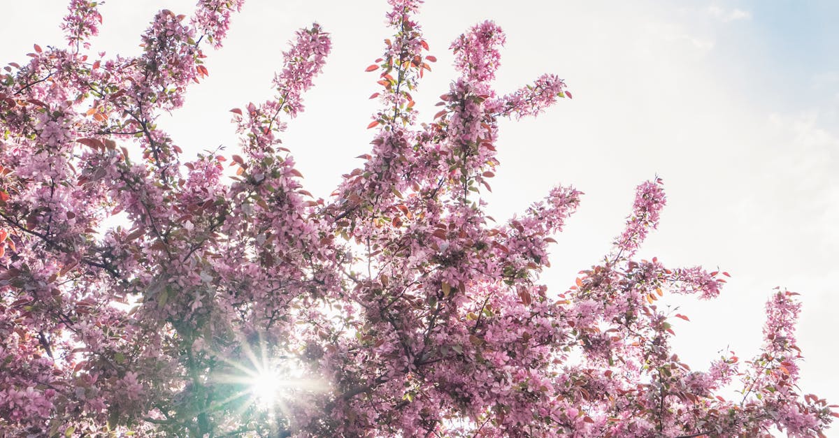 Free stock photo of bloom, blossom, branches