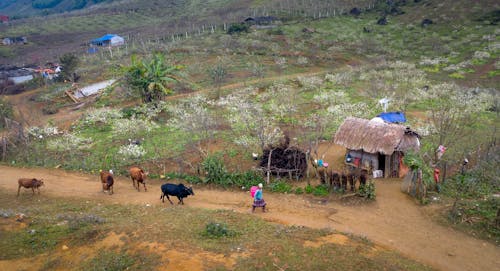 Бесплатное стоковое фото с деревни, деревня, домашний скот