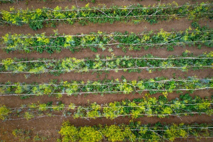 Agriculture Fields In Countryside