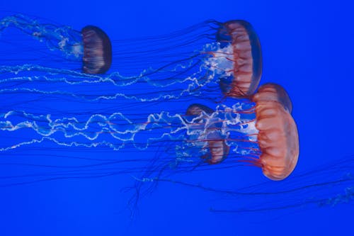 Four Brown and Gray Jellyfishes