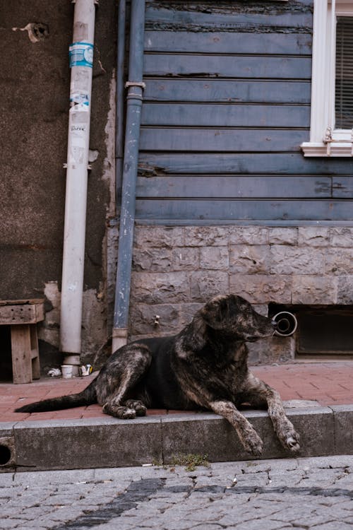 Immagine gratuita di animale, cane, cane nero