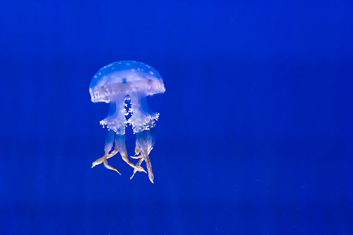 Ücretsiz Mavi Denizanası Stok Fotoğraflar