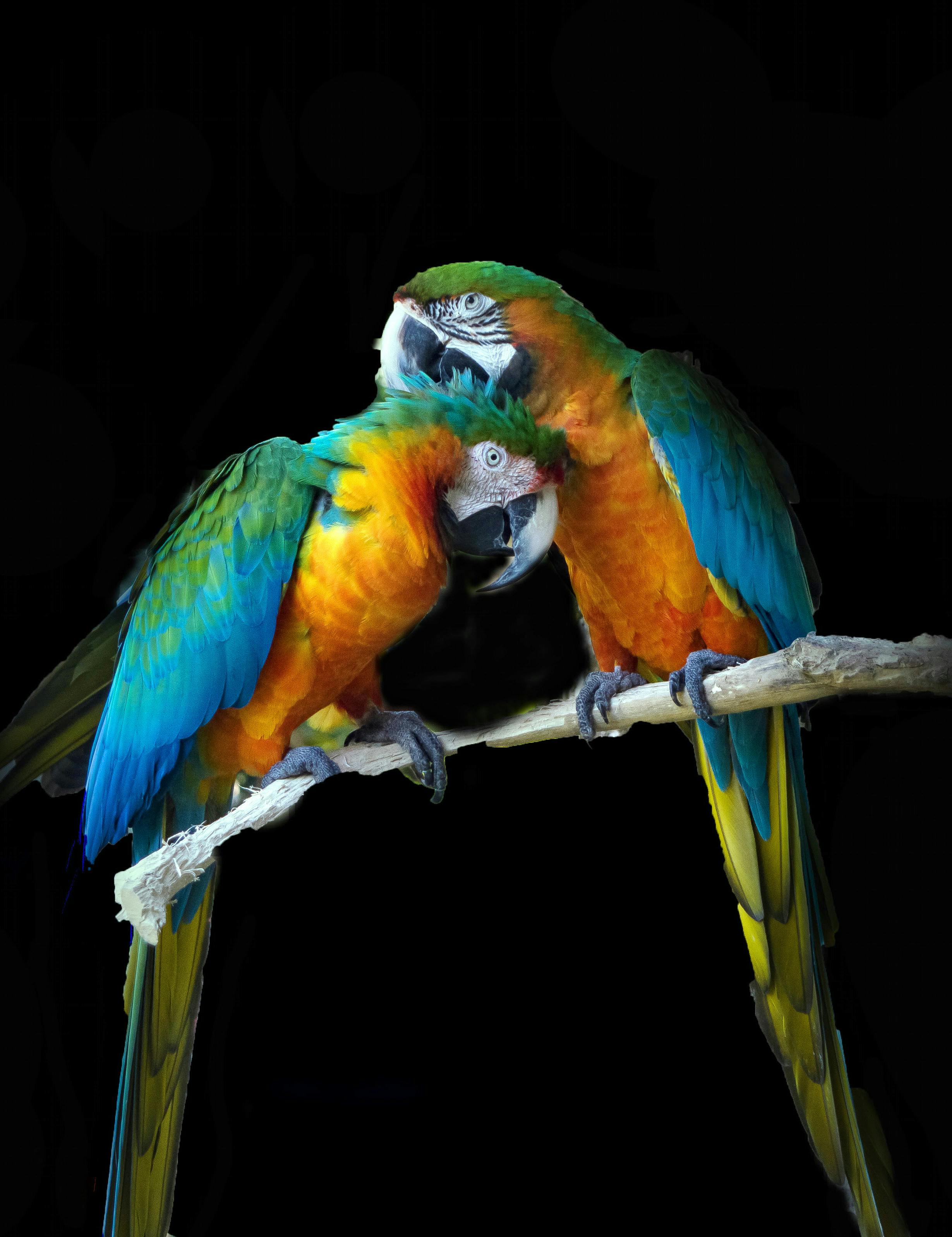 Wallpaper Burung Love Bird Hd