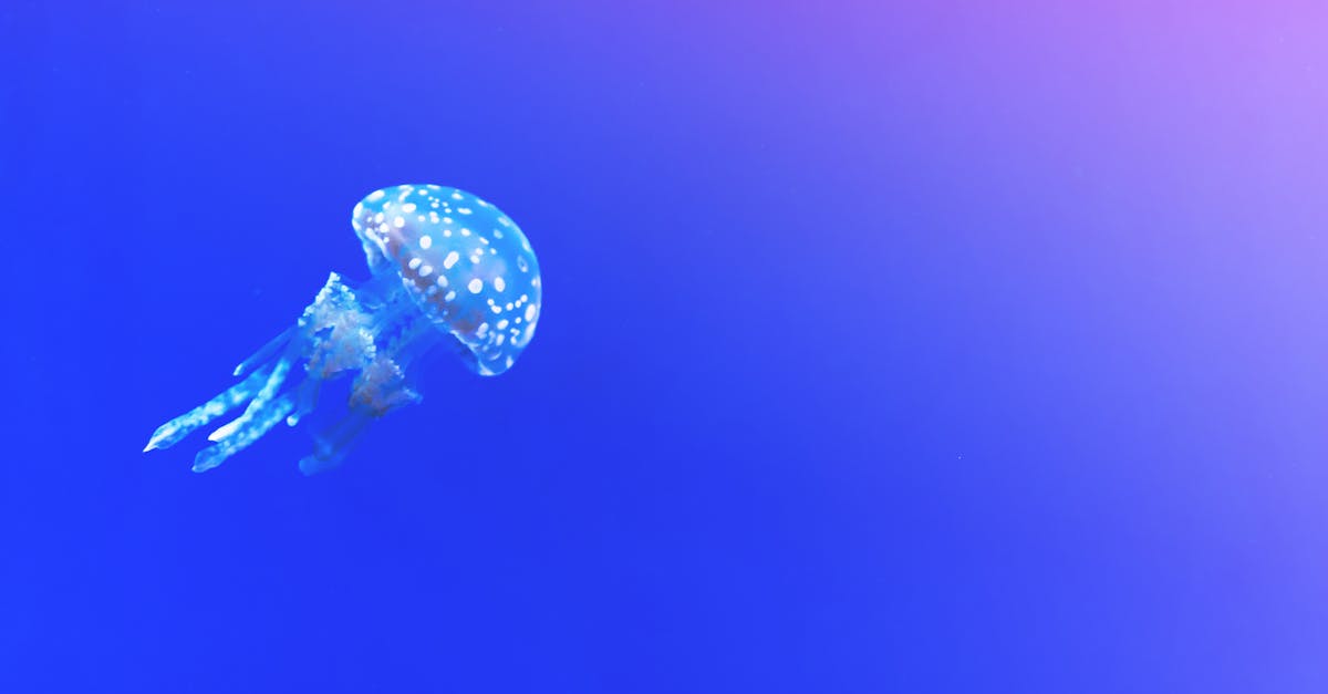 Free stock photo of blue, exotic, jellyfish