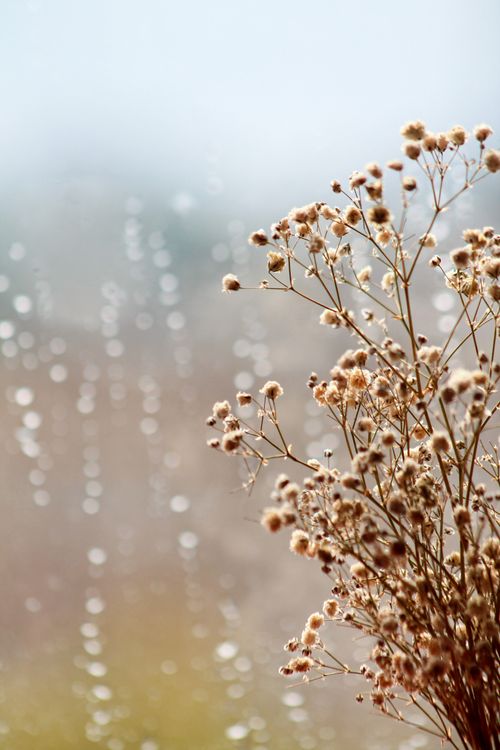 Free Serene close-up of dried flowers with raindrops on a window, emphasizing tranquility. Stock Photo