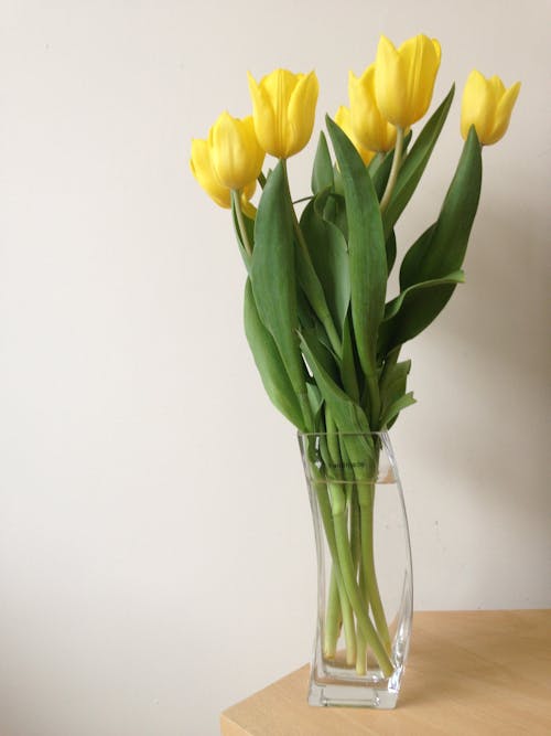 Free stock photo of flowers in vase, yellow tulips Stock Photo