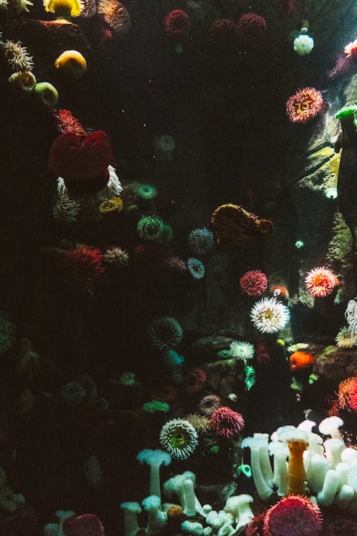 Korallen In Verschiedenen Farben