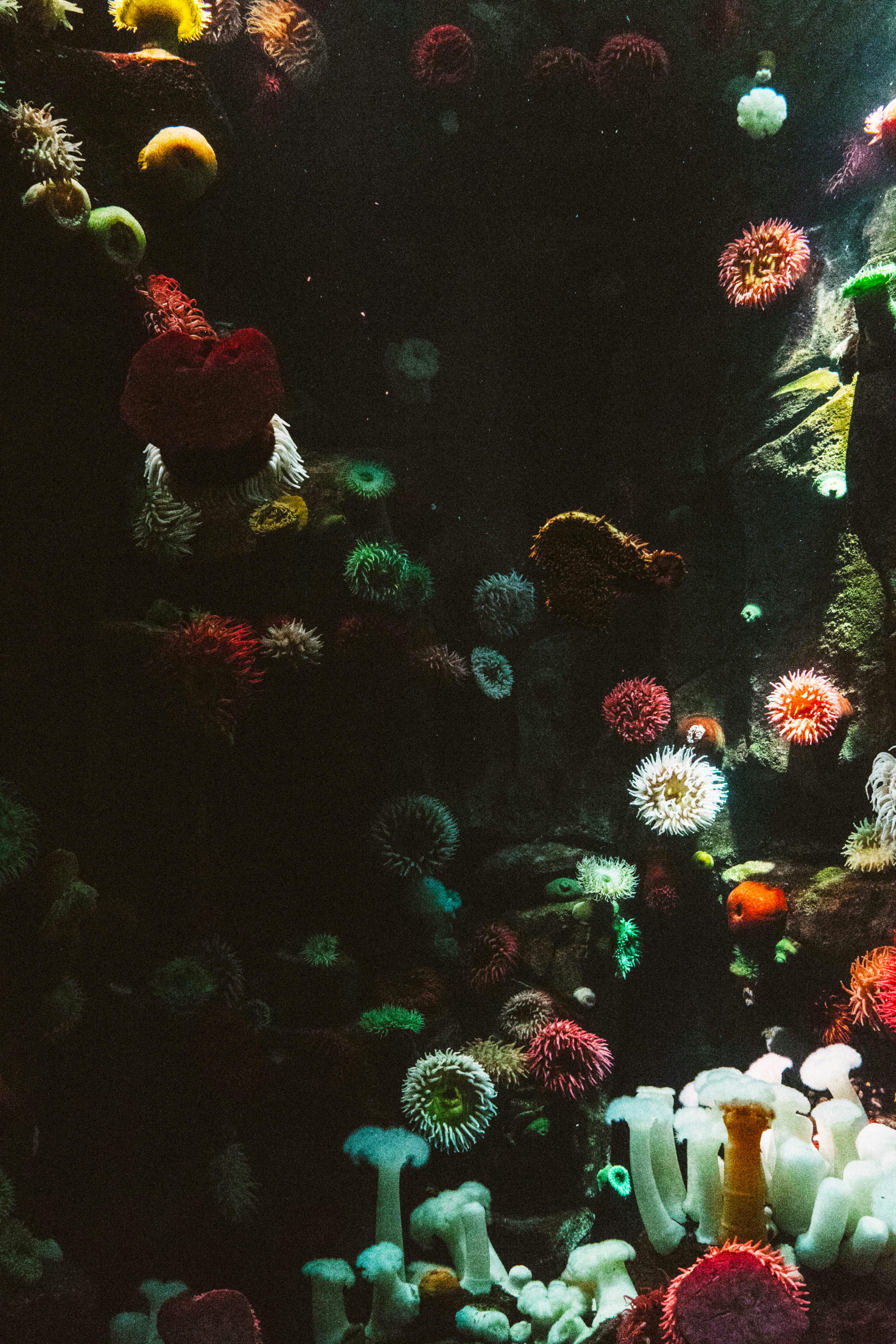 hd coral wallpaper