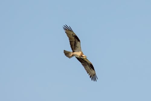 Bird Flying in the Sky