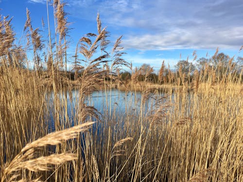 Free stock photo of blue skies, long grass, water Stock Photo