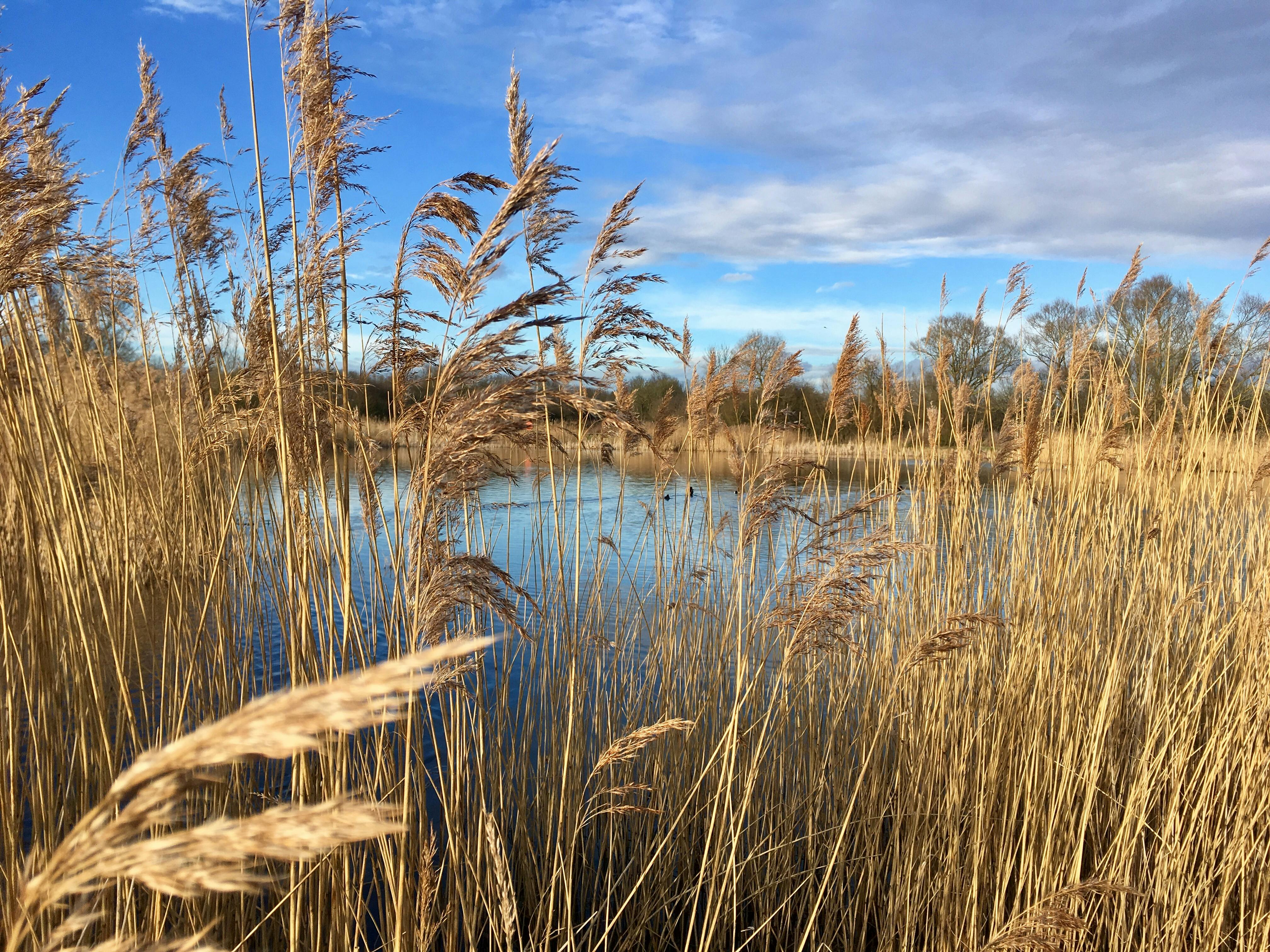 Free stock photo of blue skies, long grass, water