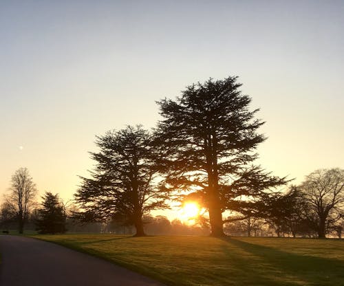 Free Silhouette of Two Trees Stock Photo