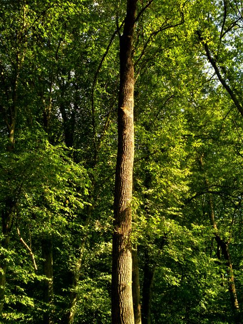 Free Discover a serene vertical view of lush greenery in a vibrant forest setting. Stock Photo