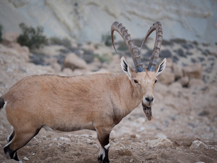 Photograph Of A Brown Alpine Ibex