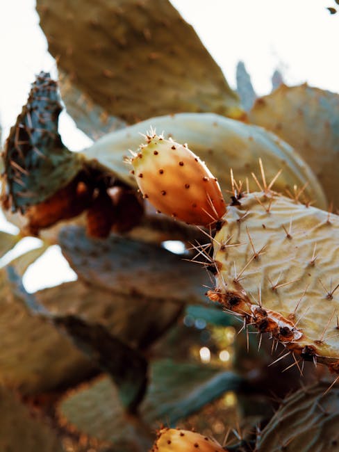 Close-up of a prickly pear cactus with spines and fruit in sunlight, Beit Guvrin.