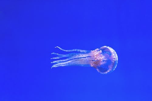 Free Pink Jellyfish Stock Photo