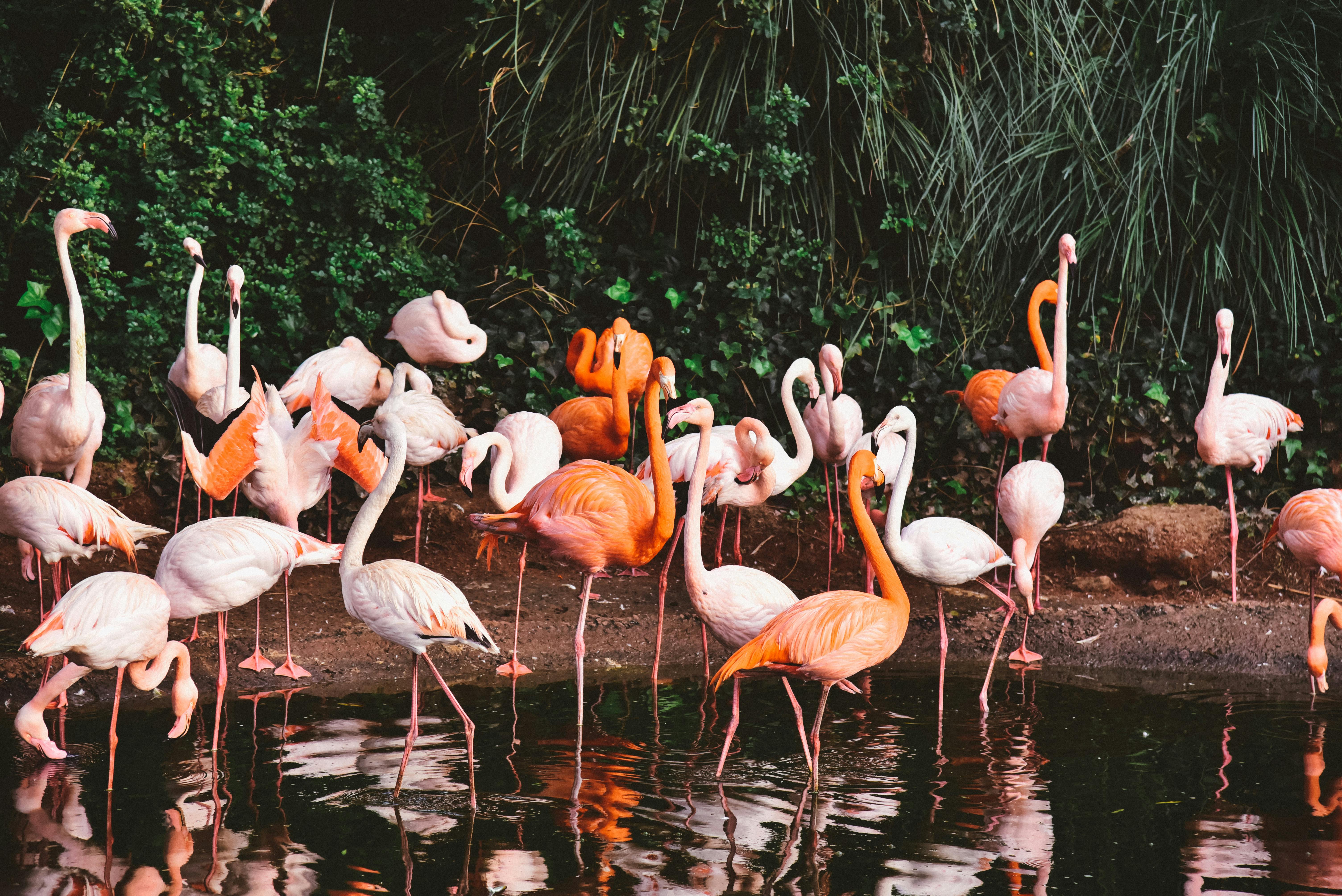 Greater Flamingo Roost — Walvis Bay Namibia