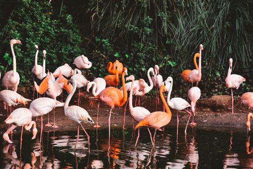 Free A colorful gathering of flamingos standing by a tranquil water body amidst lush greenery. Stock Photo