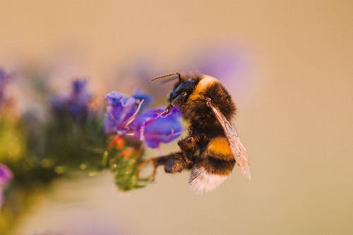 Selective Focus Photo of Honey Bee Perched on Purple Petaled Flowers