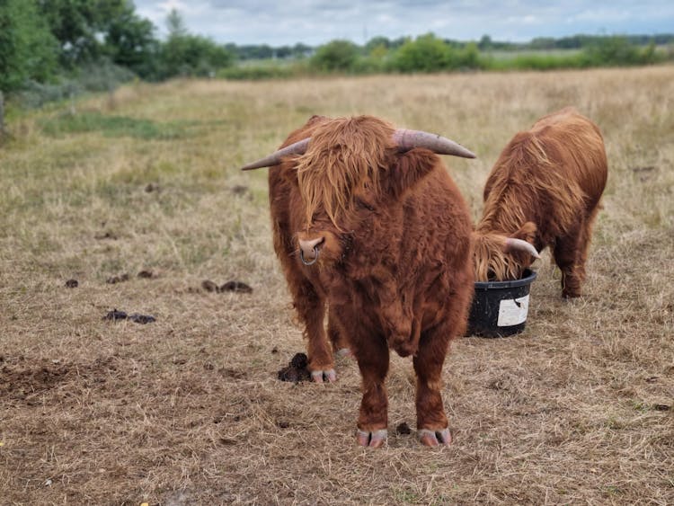 Brow Furry Cattles In The Grass Field