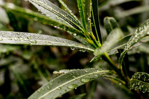 Ondiepe Focusfotografie Van Groene Bladplant