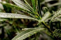 一张充满活力的特写图像，拍摄了户外新鲜绿叶上的露珠