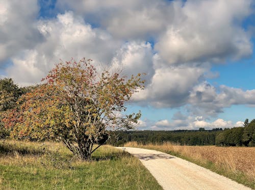 Green Grass Field and Trees Under White Clouds and Blue Sky