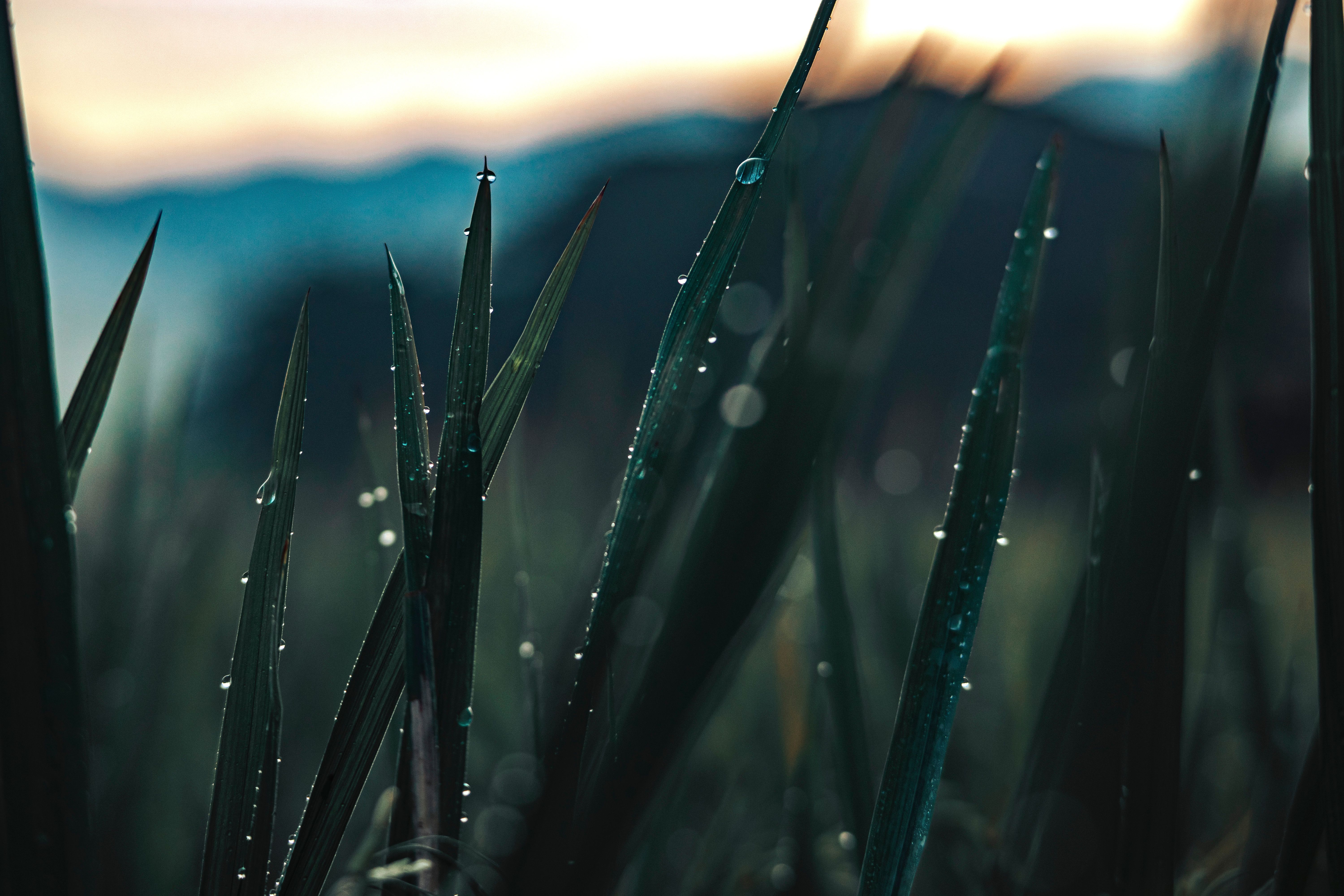 Close-Up Photograph of Green Grass with Water Droplets · Free Stock Photo