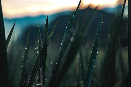 Close-Up Photograph of Green Grass with Water Droplets