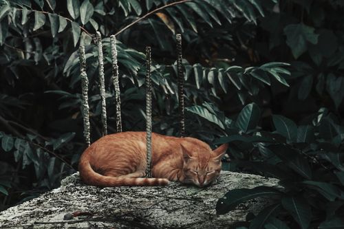 Free A serene tabby cat rests peacefully amidst green leaves on a rustic platform. Stock Photo