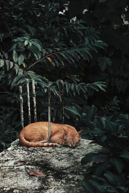 Free A peaceful ginger cat sleeps on a stone, surrounded by lush green leaves, embodying tranquility in nature. Stock Photo