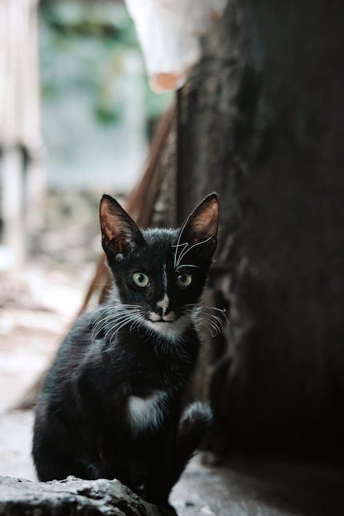 Foto d'estoc gratuïta de domesticat, felí, fotografia d'animals