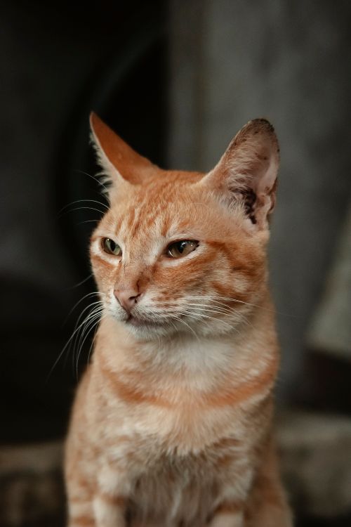 Free Close-up of a ginger tabby cat with focused expression and long whiskers outdoors. Stock Photo