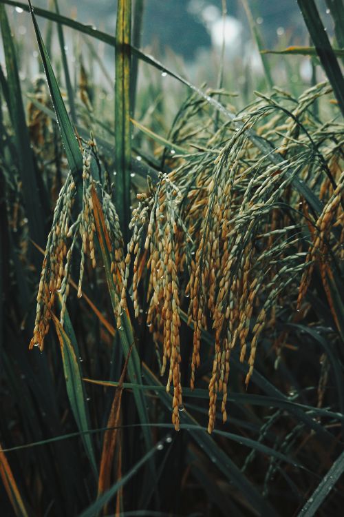 Free Close-up of rice plants with golden grains in a lush green field, showcasing rural agriculture. Stock Photo