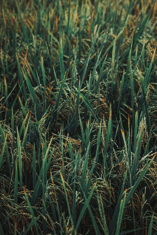 Free Vibrant close-up of a lush green rice field capturing the essence of agriculture. Stock Photo