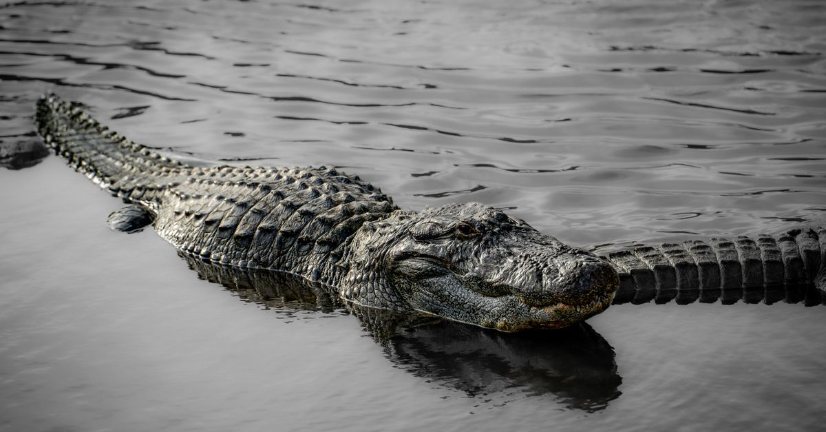 Scared Alligator A Scary Alligator on Water · Free Stock Photo