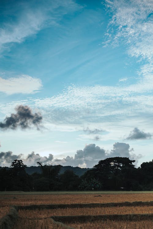 Darmowe zdjęcie z galerii z białe chmury, błękitne niebo, brązowa trawa