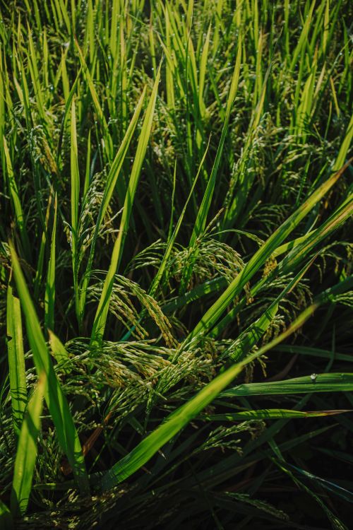 Free A vibrant green rice field with ripening stalks swaying gently in the wind. Stock Photo