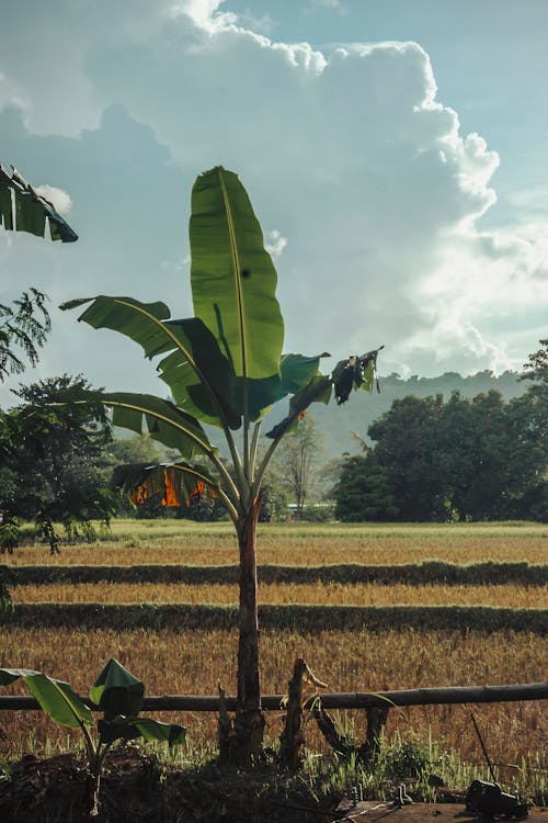 Gratis stockfoto met bananenbladeren, bananenboom, landbouw