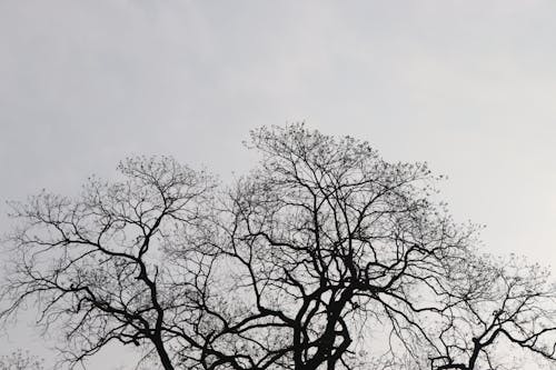 Foto d'estoc gratuïta de arbres, arbres nus, branques