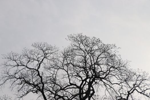 A minimalist view of bare, leafless tree branches silhouetted against a cloudy sky, capturing winter's stark beauty.