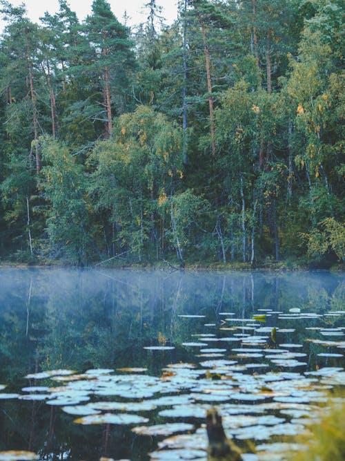 Imagine de stoc gratuită din apă, atmosfera de outono, ceață