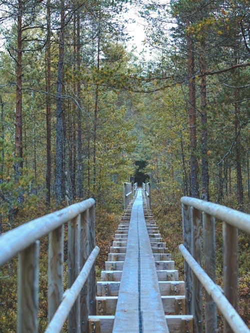Imagine de stoc gratuită din atmosfera de outono, drumeție, Estonia