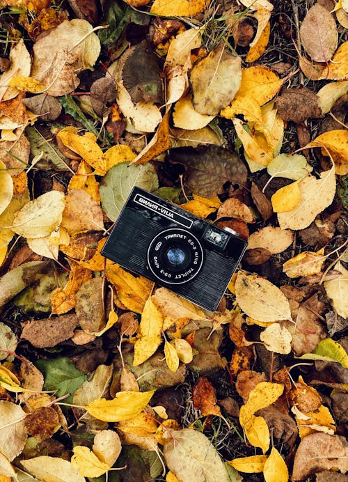 Gratis lagerfoto af efterår, efterårsblade, kameraudstyr