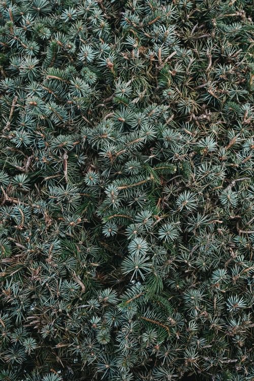 Free Close-up of dense evergreen foliage displaying natural textures and colors. Stock Photo