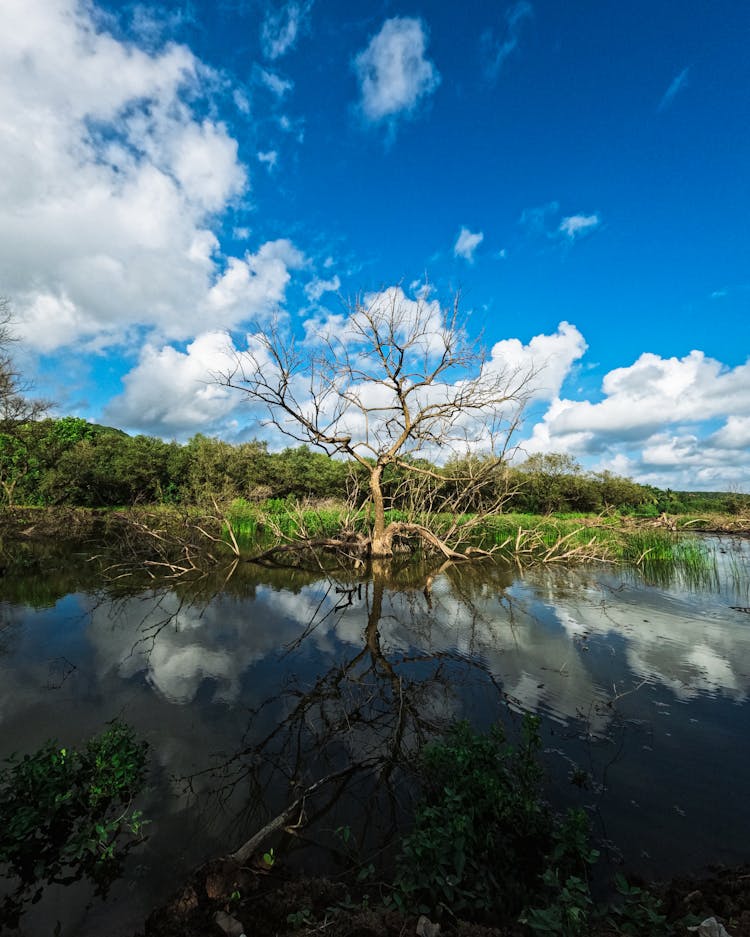 Tree On River Bank Reflection In Water