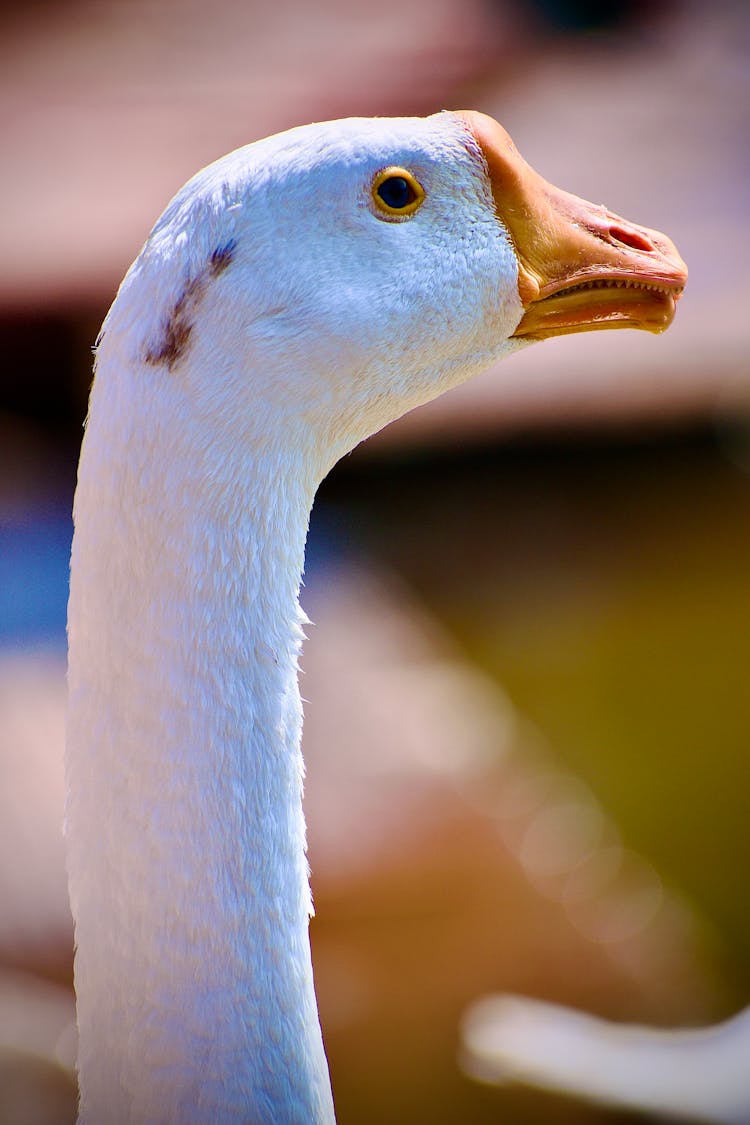 Photo Of A Goose Head