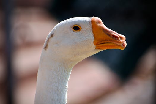 Detailed close-up of a goose's head, focusing on its orange beak and white feathers.