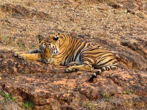 Gratis lagerfoto af bengal tiger, dyreliv, flot natur